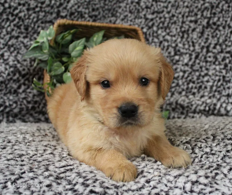 Green Boy 2 – Golden Retriever puppy for sale in Montezuma, GA