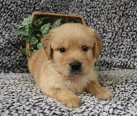 Green Boy 2, a male Golden Retriever for sale in Montezuma, GA – 1 of 4