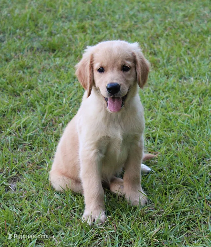 Pink Girl 2 – Golden Retriever puppy for sale in Montezuma, GA