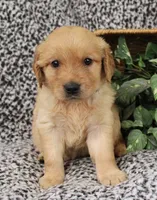 Orange Girl 2, a female Golden Retriever for sale in Montezuma, GA – 3 of 4