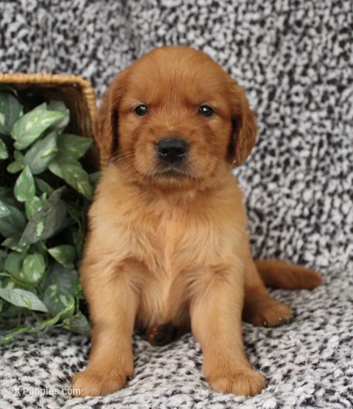 Brown Girl 2 – Golden Retriever puppy for sale in Montezuma, GA
