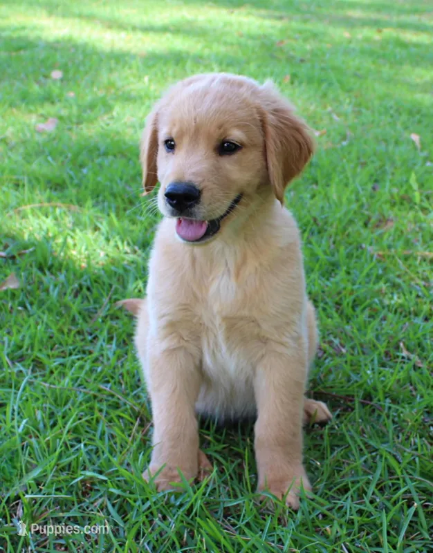 Black Boy 1 – Golden Retriever puppy for sale in Montezuma, GA