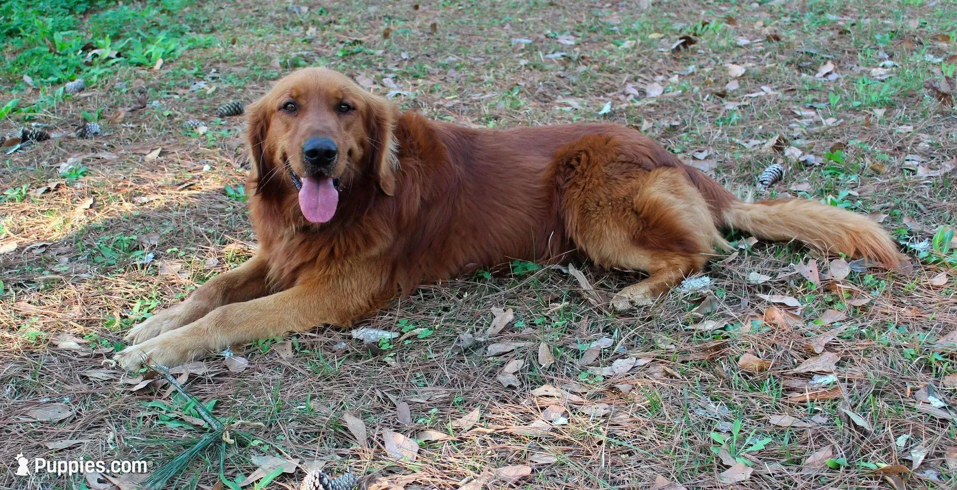 Black Boy 1, a male Golden Retriever for sale in Montezuma, GA – Photo 4 of 4