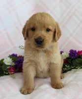 Black Boy 1, a male Golden Retriever for sale in Montezuma, GA – Photo 1 of 4