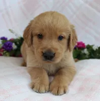 Black Boy 1, a male Golden Retriever for sale in Montezuma, GA – Photo 3 of 4
