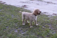 Red Boy 2, a male Golden Retriever for sale in Montezuma, GA – 4 of 6