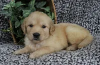 Purple Girl 2, a female Golden Retriever for sale in Montezuma, GA – 2 of 4