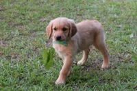 Orange Girl 2, a female Golden Retriever for sale in Montezuma, GA – 5 of 7