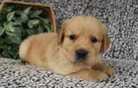 Red Boy 2, a male Golden Retriever for sale in Montezuma, GA – 2 of 4