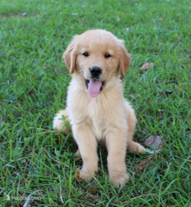 Red Boy 1 – Golden Retriever puppy for sale in Montezuma, GA