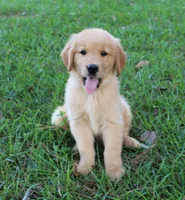 Red Boy 1, a male Golden Retriever for sale in Montezuma, GA – 1 of 6