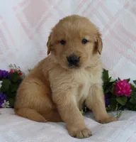 Red Boy 1, a male Golden Retriever for sale in Montezuma, GA – Photo 3 of 4
