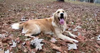 Red Boy 1, a male Golden Retriever for sale in Montezuma, GA – 6 of 6