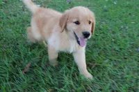 Red Boy 1, a male Golden Retriever for sale in Montezuma, GA – 4 of 6