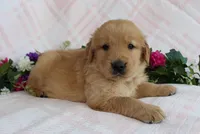 Red Boy 1, a male Golden Retriever for sale in Montezuma, GA – Photo 2 of 4