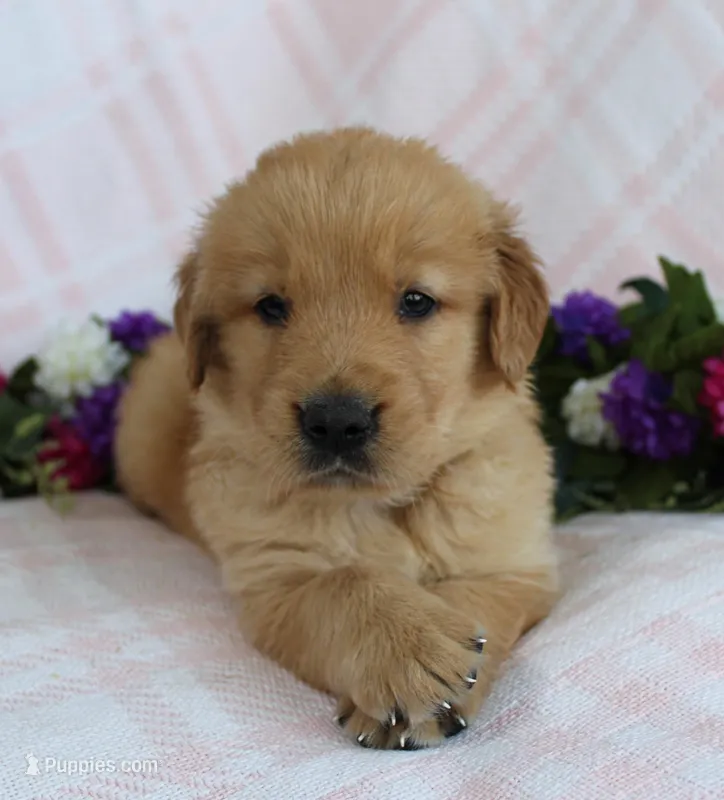 Red Boy 1 – Golden Retriever puppy for sale in Montezuma, GA
