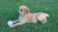 Red Boy 1, a male Golden Retriever for sale in Montezuma, GA – 2 of 6