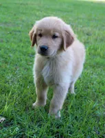 Red Boy 1, a male Golden Retriever for sale in Montezuma, GA – 3 of 6