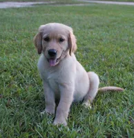 Red Boy 2, a male Golden Retriever for sale in Montezuma, GA – 1 of 6