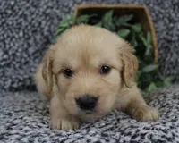 Purple Girl 2, a female Golden Retriever for sale in Montezuma, GA – 3 of 4