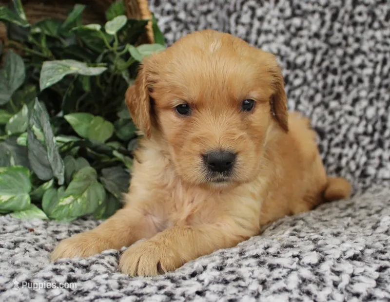 Blue Girl 2 – Golden Retriever puppy for sale in Montezuma, GA