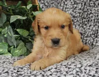 Blue Girl 2, a female Golden Retriever for sale in Montezuma, GA – 1 of 4
