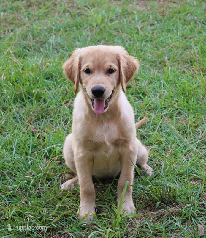 Green Boy 2 – Golden Retriever puppy for sale in Montezuma, GA