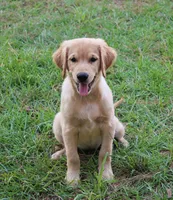 Green Boy 2, a male Golden Retriever for sale in Montezuma, GA – 2 of 5