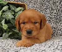 Brown Girl 2, a female Golden Retriever for sale in Montezuma, GA – 2 of 4