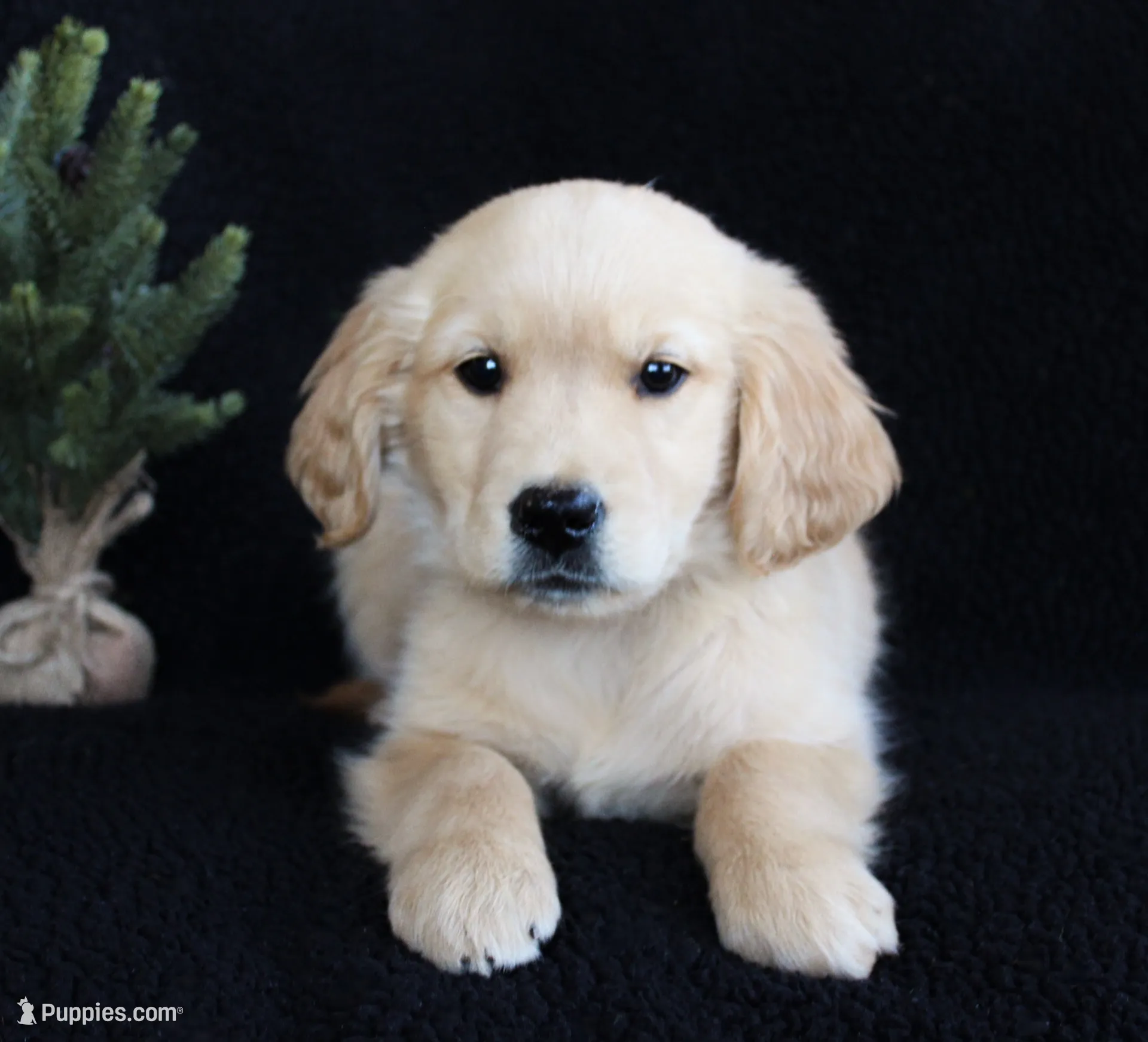 Purple Girl 5, a female Golden Retriever for sale in Montezuma, GA – Photo 4 of 6