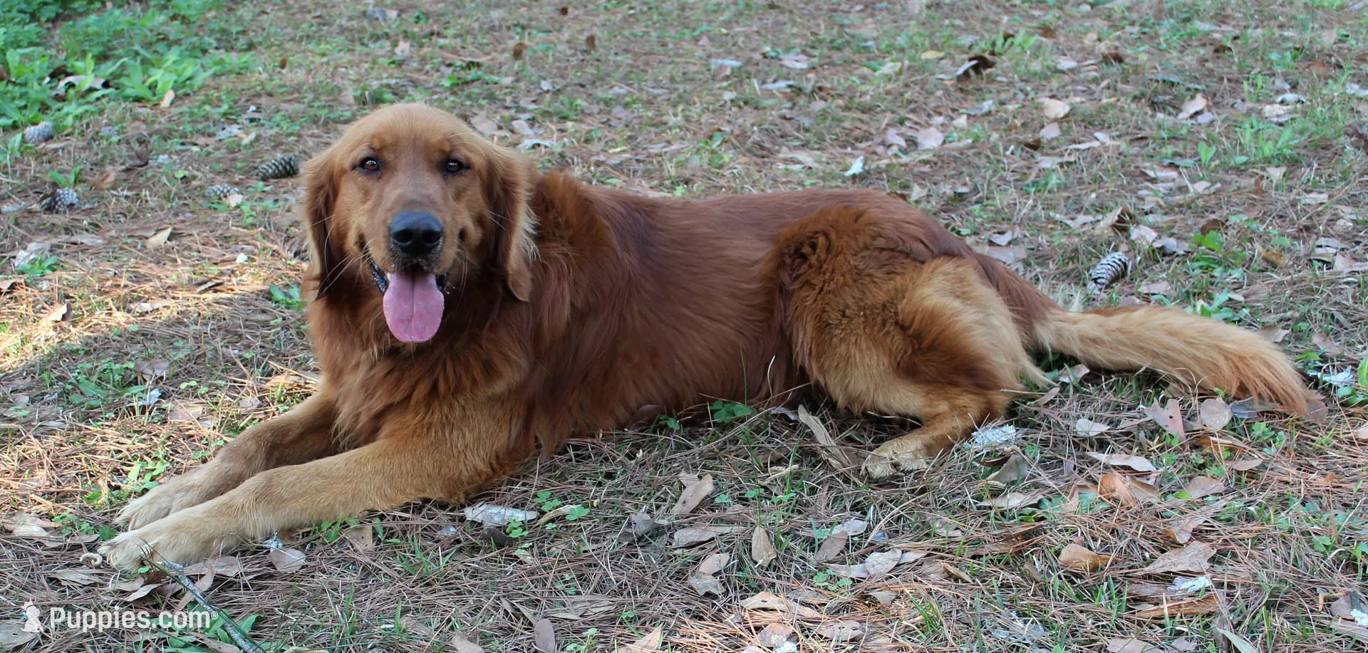 Purple Girl 5, a female Golden Retriever for sale in Montezuma, GA – Photo 5 of 6