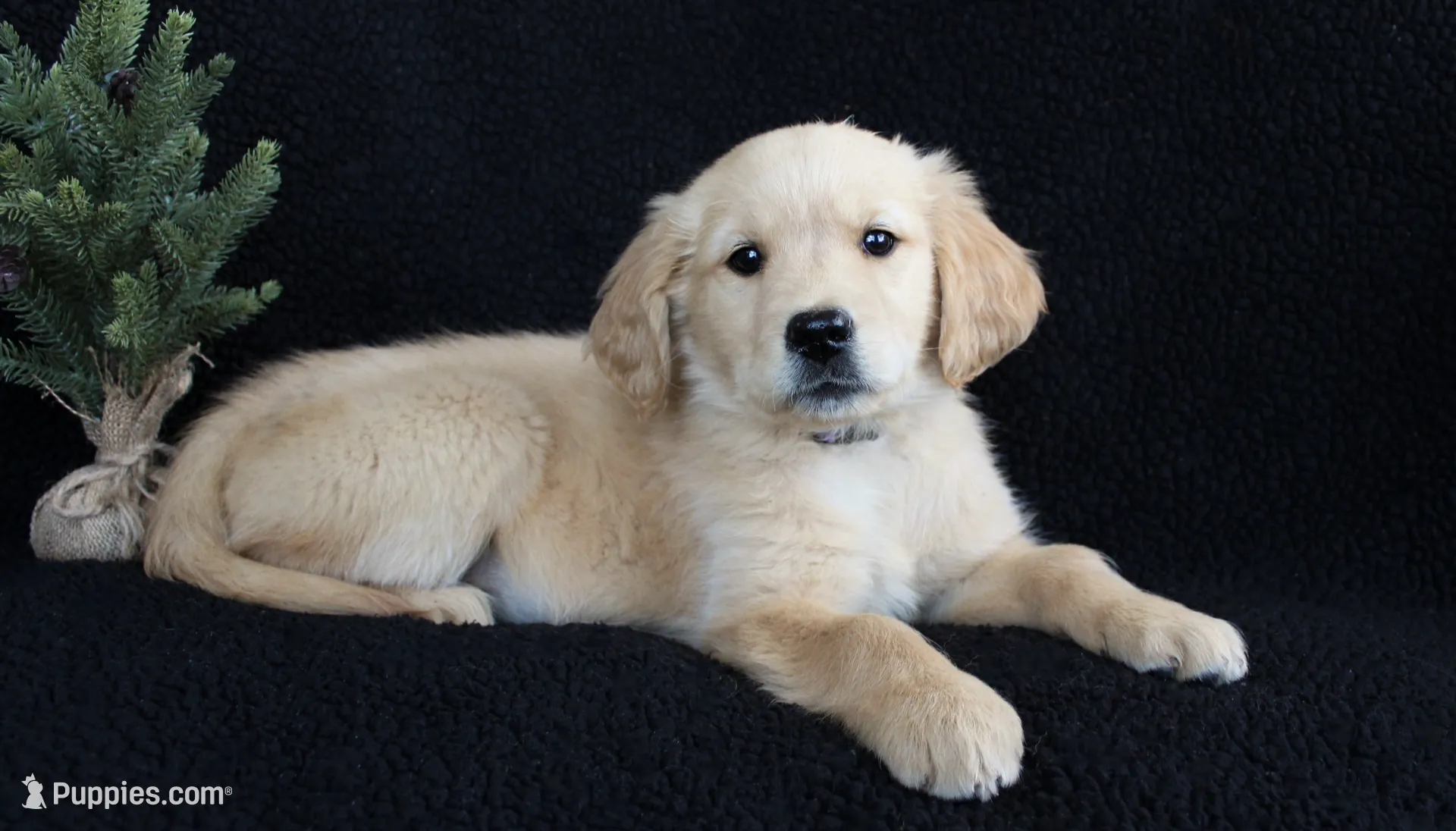 Purple Girl 5, a female Golden Retriever for sale in Montezuma, GA – Photo 2 of 6