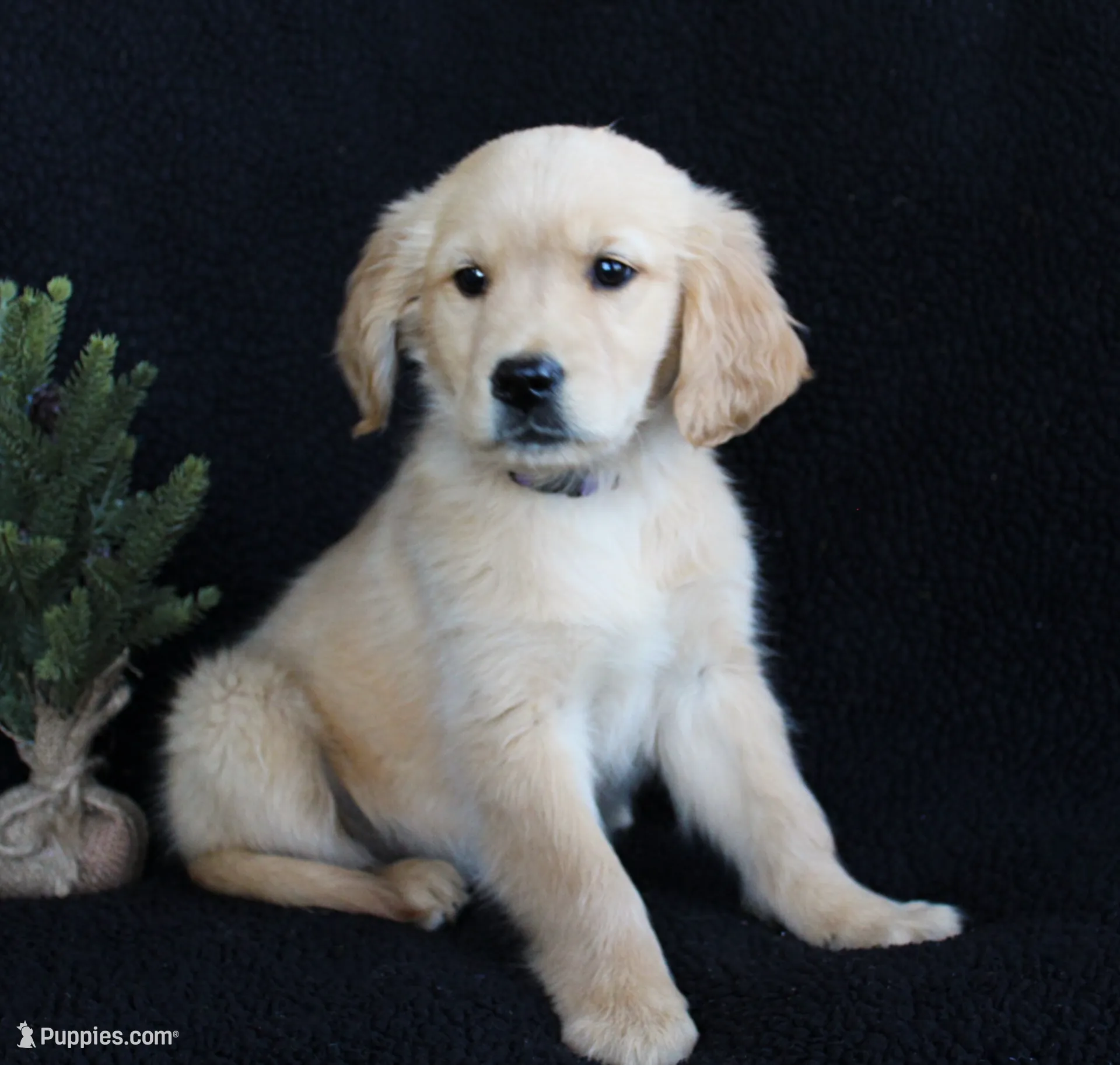 Purple Girl 5, a female Golden Retriever for sale in Montezuma, GA – Photo 3 of 6