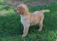 Black Boy 1, a male Golden Retriever for sale in Montezuma, GA – 4 of 5