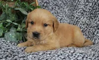 Blue Boy 2, a male Golden Retriever for sale in Montezuma, GA – 3 of 4