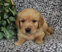 Brown Boy 2, a male Golden Retriever for sale in Montezuma, GA – 3 of 4