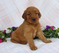 Blue Boy 1, a male Golden Retriever for sale in Montezuma, GA – Photo 3 of 5