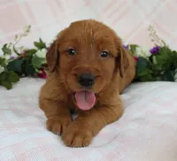 Blue Boy 1, a male Golden Retriever for sale in Montezuma, GA – Photo 2 of 5