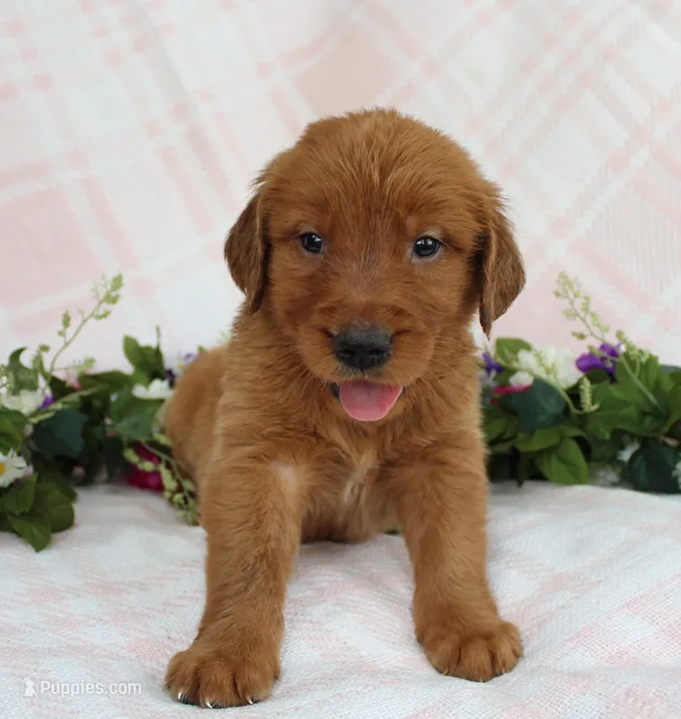 Blue Boy 1 – Golden Retriever puppy for sale in Montezuma, GA