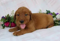 Blue Boy 1, a male Golden Retriever for sale in Montezuma, GA – Photo 4 of 5