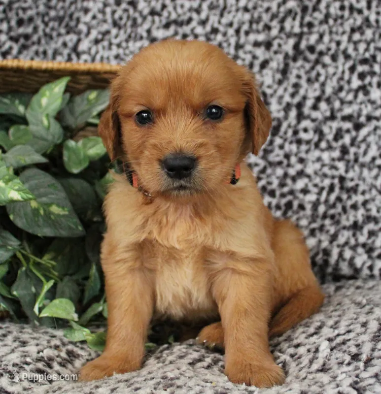 Orange Boy 2 – Golden Retriever puppy for sale in Montezuma, GA