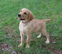 Red Boy 2, a male Golden Retriever for sale in Montezuma, GA – 2 of 6