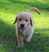 Black Boy 1, a male Golden Retriever for sale in Montezuma, GA – 2 of 5
