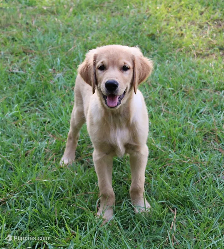 Green Boy 2 – Golden Retriever puppy for sale in Montezuma, GA
