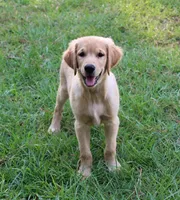 Green Boy 2, a male Golden Retriever for sale in Montezuma, GA – 1 of 5