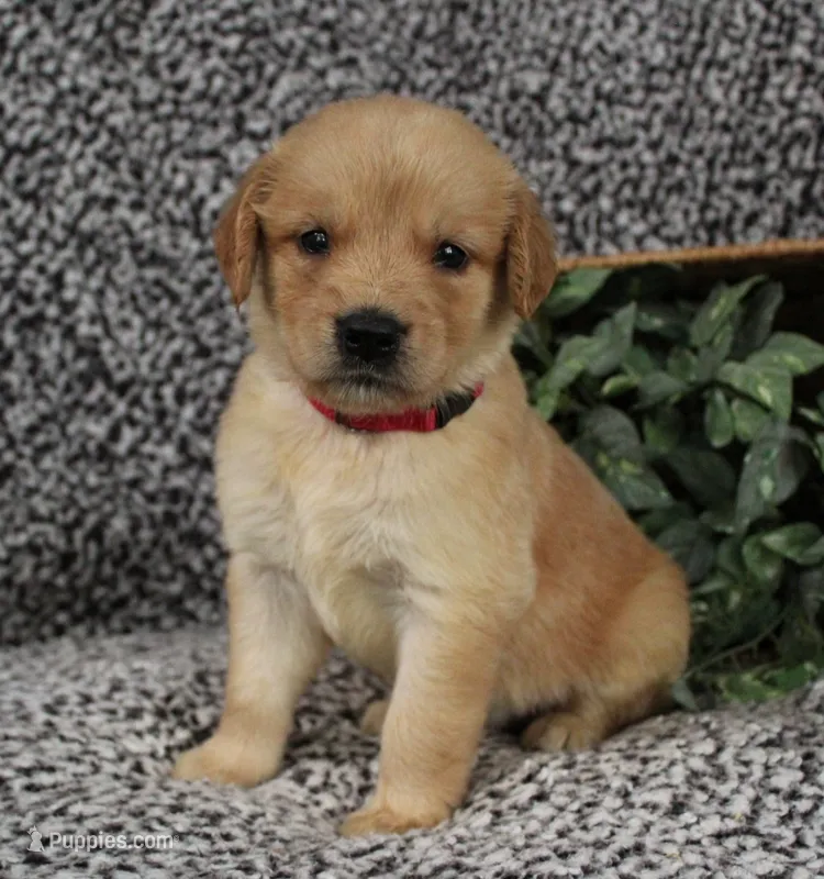 Pink Girl 2 – Golden Retriever puppy for sale in Montezuma, GA