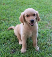 Orange Girl 2, a female Golden Retriever for sale in Montezuma, GA – 4 of 7