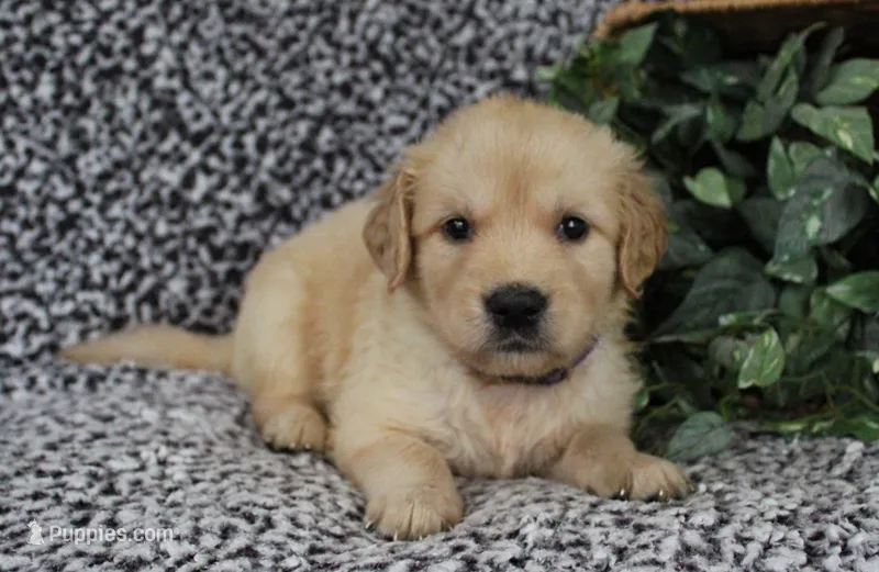 Purple Girl 2 – Golden Retriever puppy for sale in Montezuma, GA