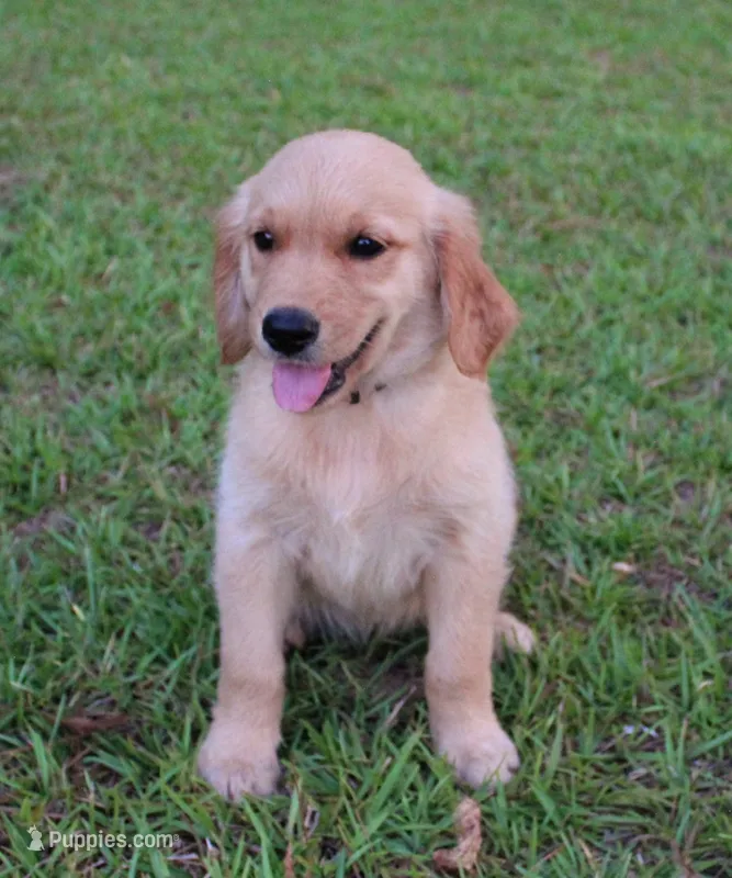 Orange Girl 2 – Golden Retriever puppy for sale in Montezuma, GA