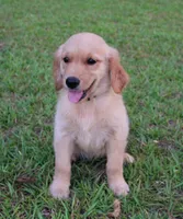 Orange Girl 2, a female Golden Retriever for sale in Montezuma, GA – 1 of 7